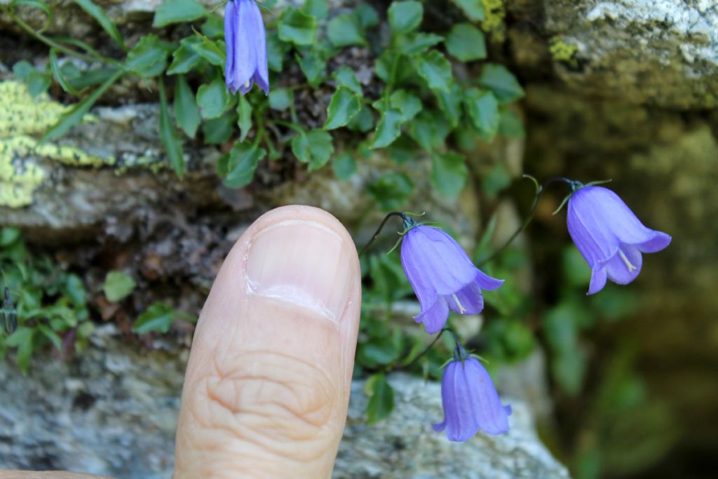 Campanula cochleariifolia / Campanula dei ghiaioni
